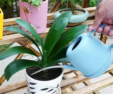 Як правильно поливати орхідею