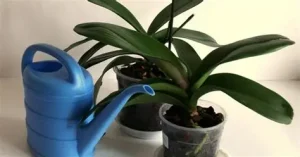 Як правильно поливати орхідею: секрети пишного цвітіння